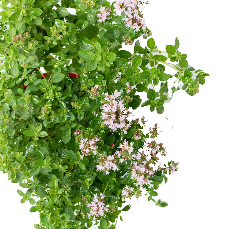 Marjoram