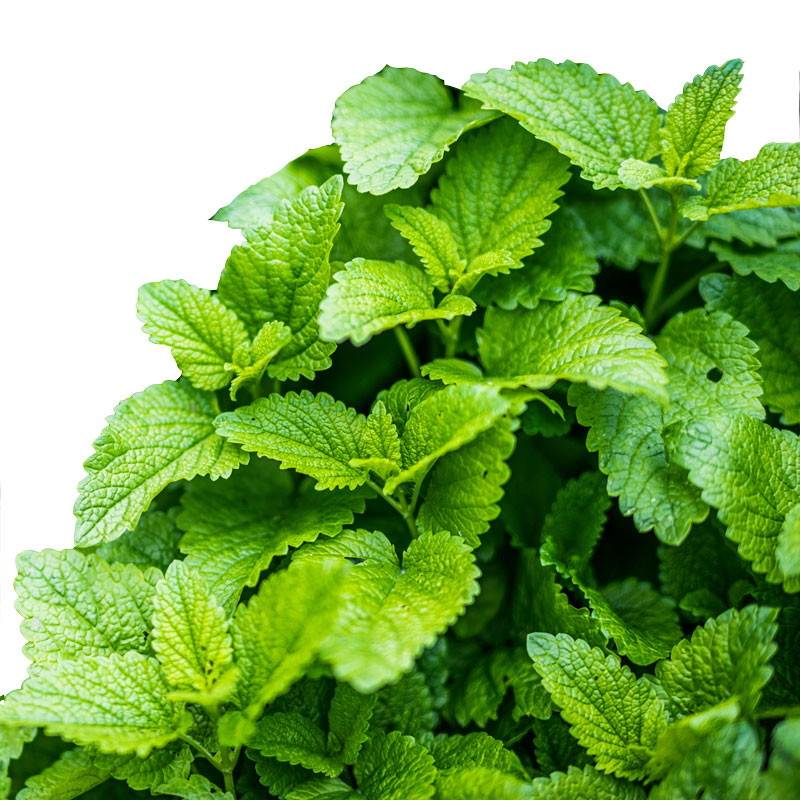 Lemon Balm