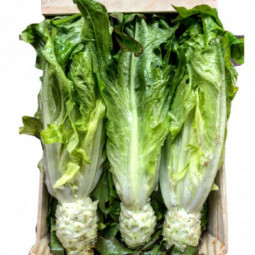 Celtuce