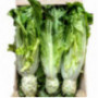 Celtuce