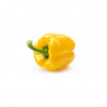 Yellow Capscium / Bell Pepper