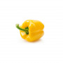 Yellow Bell Pepper