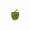 Bell Pepper / Green Capscium