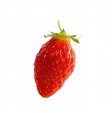 gariguette strawberry