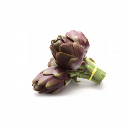 Artichoke Baby Purple