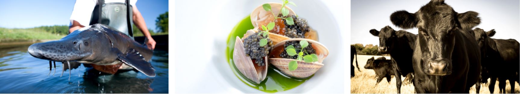 classic fine foods